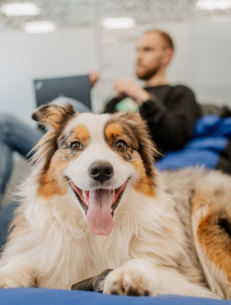 Happy Australian Shepherd dog relaxing in a modern office with a blurred man working on a laptop in the background.